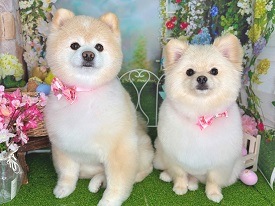 LUXBE DOG 宮崎ナナイロ店 店舗イメージ1