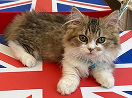 ペットフォーラム あざみ 店舗イメージ1